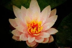 江西莲花在线最新爆料,揭秘莲花县重大事件背后真相